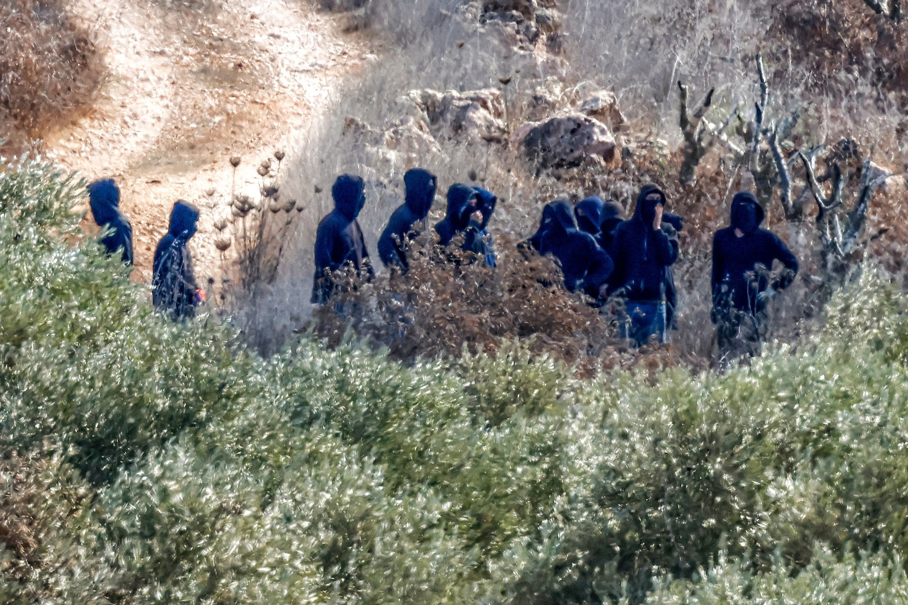 Thieving Israeli settlers hit Palestinian olive harvest hard in W. Bank