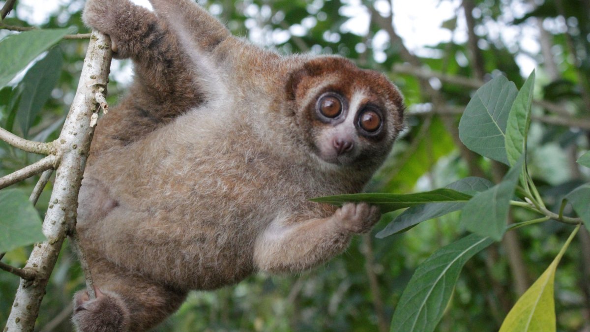 In this undated photograph, a Bangka slow loris hangs from a tree on the island of Bangka, east of Sumatra, Indonesia. (Reuters Photo)