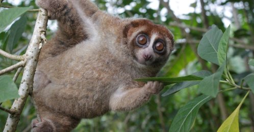 In this undated photograph, a Bangka slow loris hangs from a tree on the island of Bangka, east of Sumatra, Indonesia. (Reuters Photo)