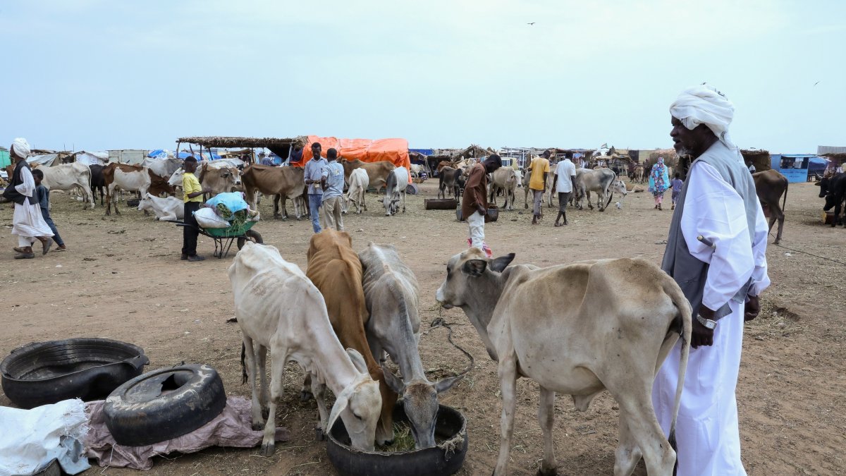 Cows at a livestock market in El Obeid appear weak due to a shortage of pasture as drought and heat linked to El Nino threaten harvests, livestock, and water supplies in Sudan's war-affected Kordofan region, El Obeid, Sudan, Sept. 12, 2026. (Reuters Photo)