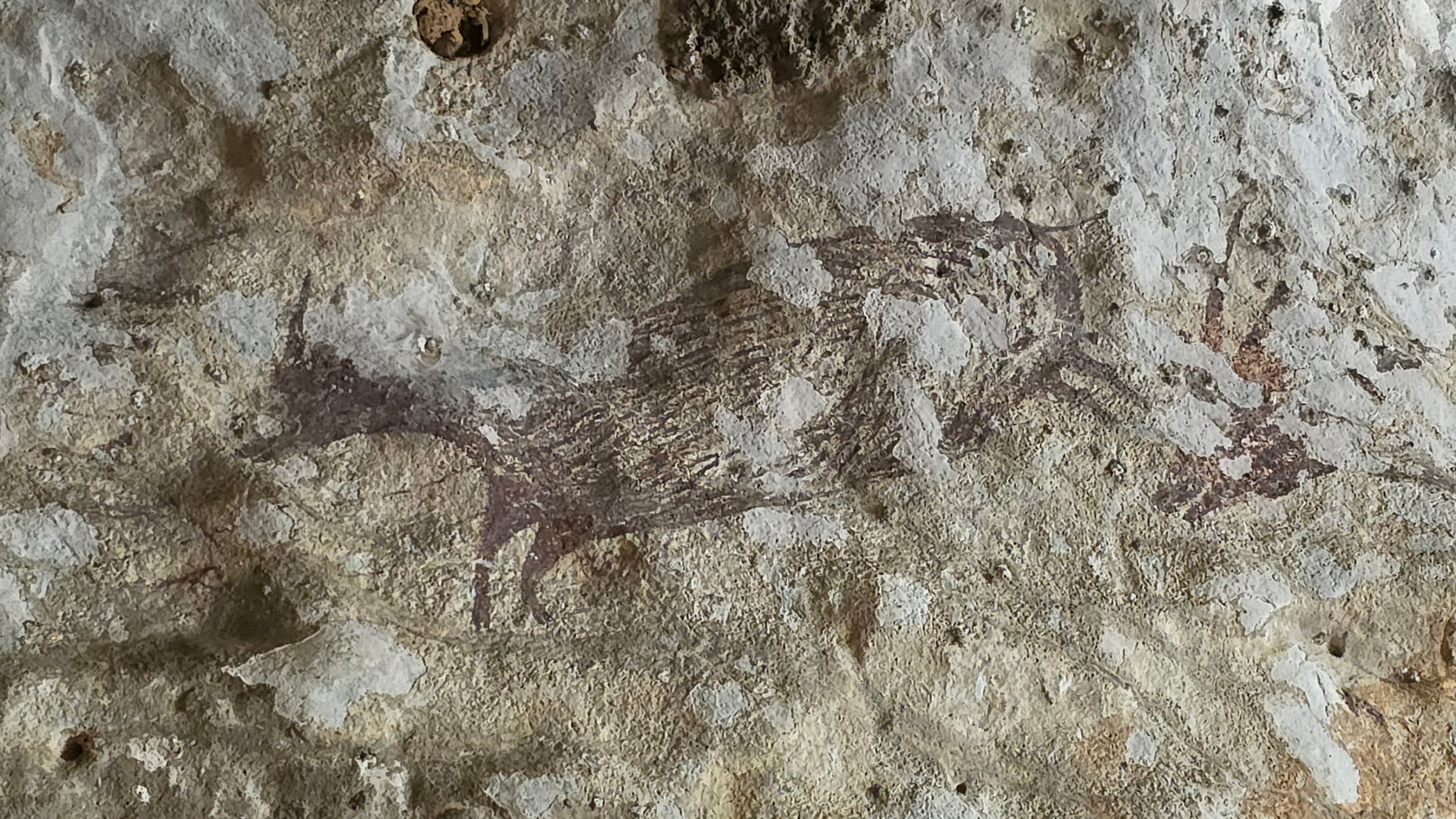 A rock painting depicting a pig at a cave in Maros-Pangkep, South Sulawesi province, Indonesia, Oct. 12, 2026. (Reuters Photo)