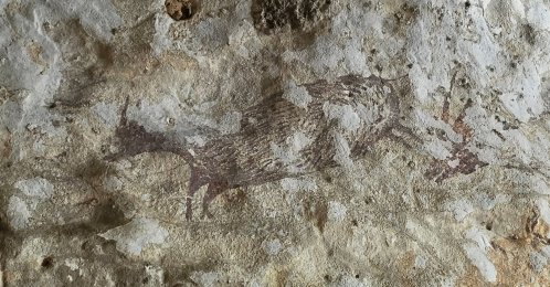 A rock painting depicting a pig at a cave in Maros-Pangkep, South Sulawesi province, Indonesia, Oct. 12, 2026. (Reuters Photo)