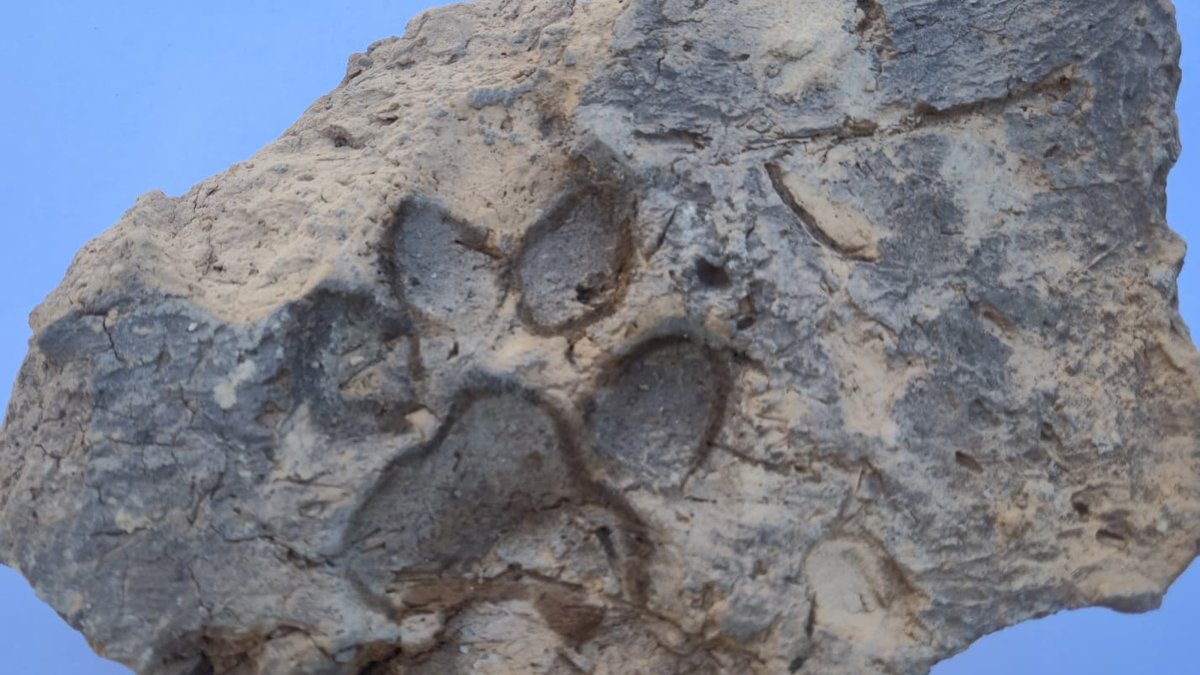A 4,000-year-old mudbrick bearing dog paw prints, discovered during excavations at Tavşanlı Mound, Kütahya, Türkiye, Oct. 26, 2026. (AA Photo)