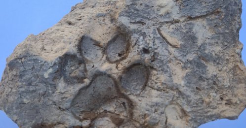 A 4,000-year-old mudbrick bearing dog paw prints, discovered during excavations at Tavşanlı Mound, Kütahya, Türkiye, Oct. 26, 2026. (AA Photo)