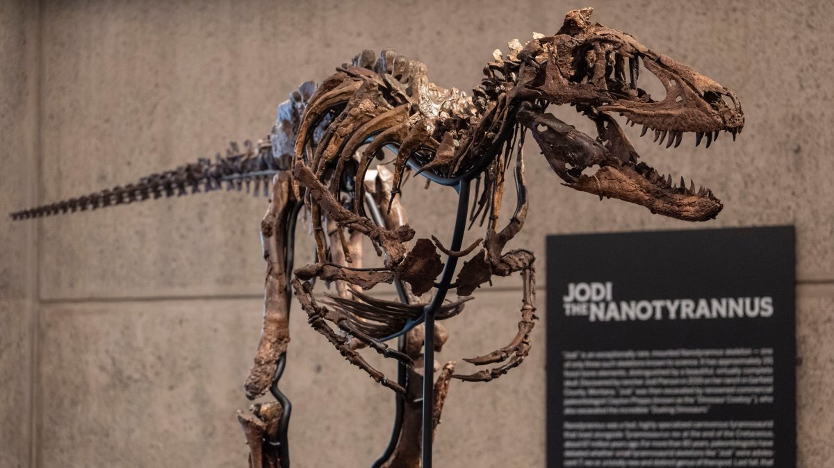 Jodi, a mounted Nanotyrannus skeleton, of the Cretaceous Period, approximately 67 million years ago, is displayed at Sotheby's, New York, U.S., Oct. 13, 2026. (AP Photo)