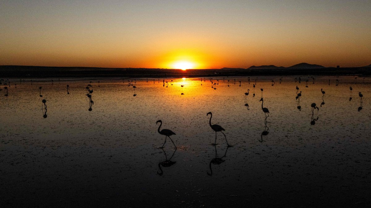 Flamingos walk in the shallow waters of Duden Lake, which is part of Lake Tuz, near Konya, Türkiye, Oct. 10, 2026. (AFP Photo)
