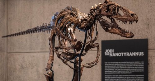 Jodi, a mounted Nanotyrannus skeleton, of the Cretaceous Period, approximately 67 million years ago, is displayed at Sotheby's, New York, U.S., Oct. 13, 2026. (AP Photo)