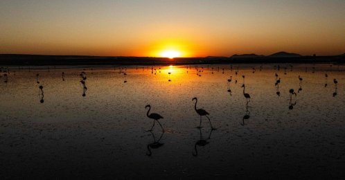 Flamingos walk in the shallow waters of Duden Lake, which is part of Lake Tuz, near Konya, Türkiye, Oct. 10, 2026. (AFP Photo)