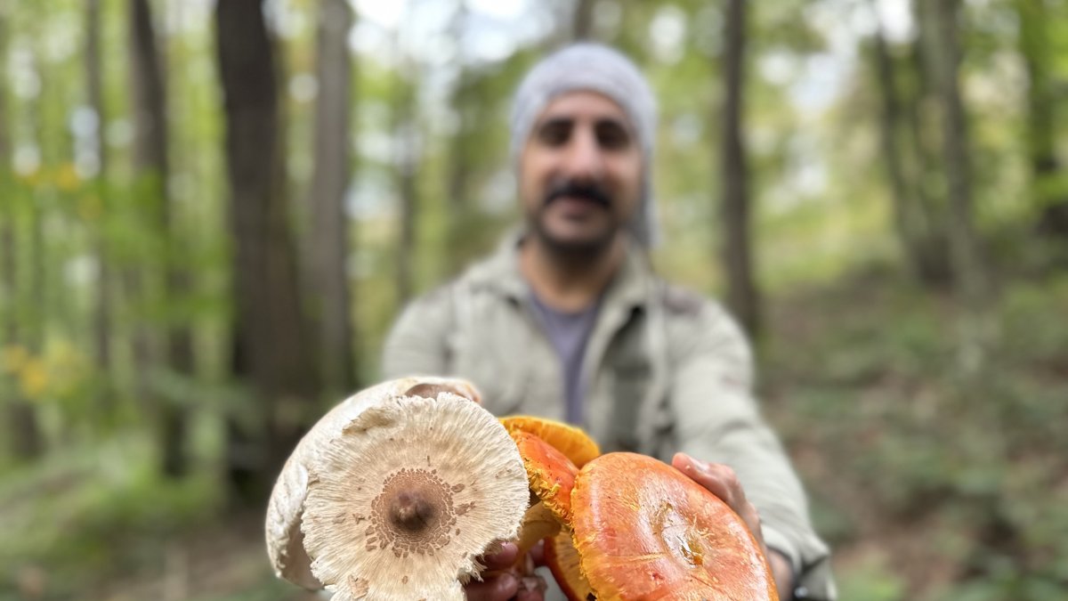 A man holds wild mushrooms collected in Belgrad Forest, Istanbul, Türkiye, Oct. 24, 2026. (AA Photo)