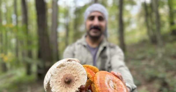A man holds wild mushrooms collected in Belgrad Forest, Istanbul, Türkiye, Oct. 24, 2026. (AA Photo)